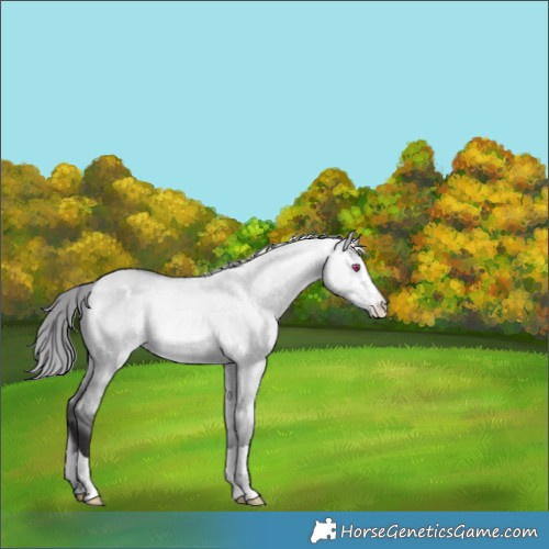 Horse Color:Buckskin Chinchilla Dun Appaloosa 