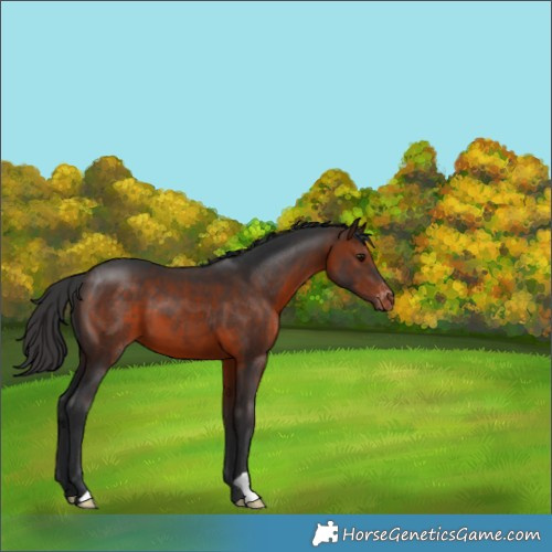Horse Color:Brown Appaloosa 