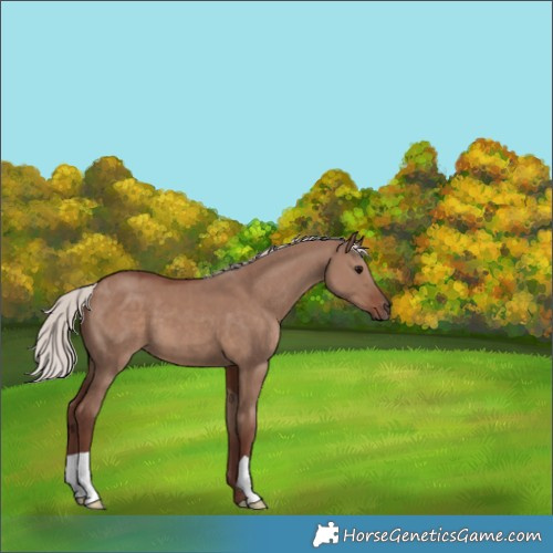 Horse Color:Chocolate Silver Grullo 