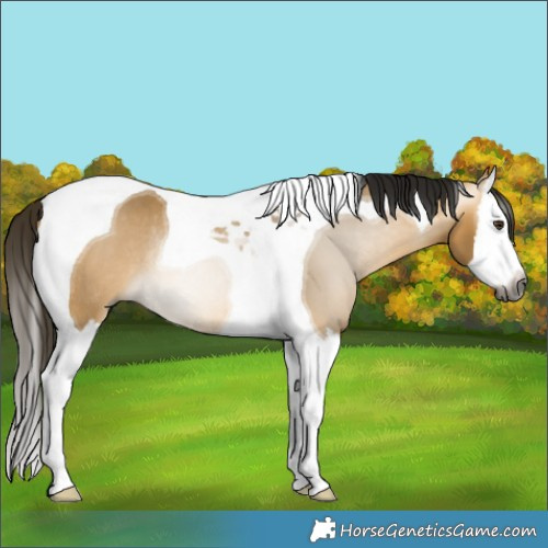 Horse Color:Gray Buckskin Dun Splash Tobiano Rabicano 