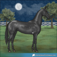 Horse Color:Black 