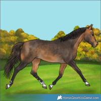 Horse Color:Buckskin 