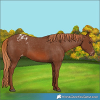 Horse Color:Chestnut Appaloosa 
