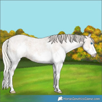 Horse Color:Silver Bay Ice Roan Dun Splash 
