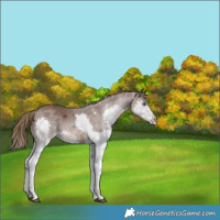 Horse Color:Liver Chestnut Splash 