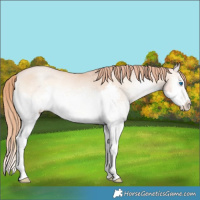 Horse Color:White Spotted Gold Champagne Pearl Onyx Splash