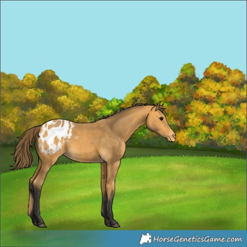 Horse Color:Buckskin Blanket 