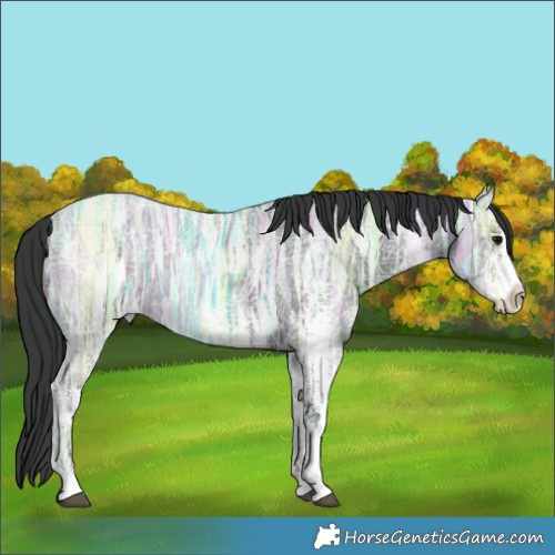 Horse Color:White Spotted Blue Ice Roan Rabicano 