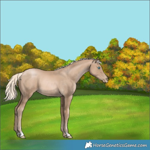 Horse Color:Chocolate Palomino Pearl 