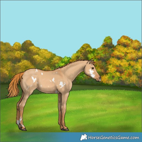 Horse Color:White Spotted Red Dun 
