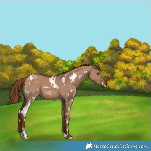 Horse Color:White Spotted Red Dun 