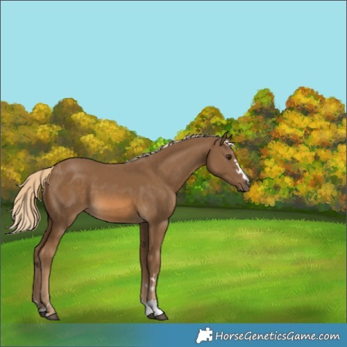 Horse Color:Chocolate Palomino 