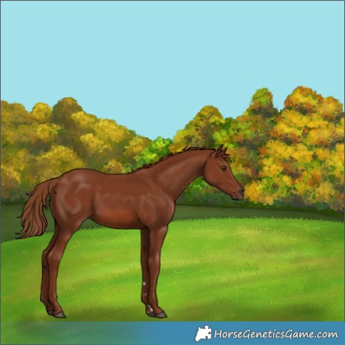 Horse Color:Chestnut 