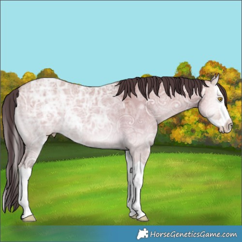 Horse Color:Amber Champagne Ice Onyx Splash 