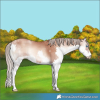 Horse Color:Gold Champagne Onyx Splash 