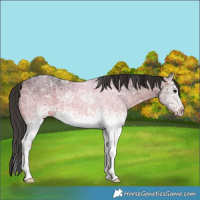 Horse Color:White Spotted Bay Ice 