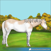 Horse Color:Silver Classic Champagne Dun Splash Frame 
