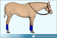 Horse Color:Red Dun Splash 