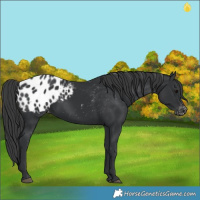 Horse Color:Black Appaloosa 