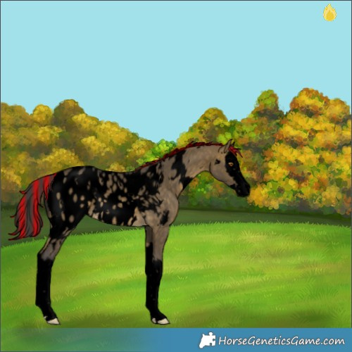 Horse Color:Void Painted White Spotted Buckskin Dun Splash Appaloosa 