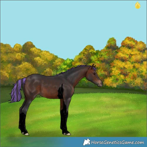 Horse Color:Void Painted Bay Tobiano 