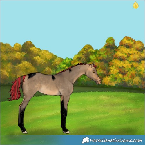 Horse Color:Void Painted Buckskin Dun Tobiano Appaloosa 