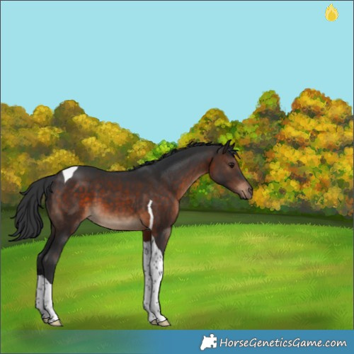 Horse Color:Brown Tobiano 