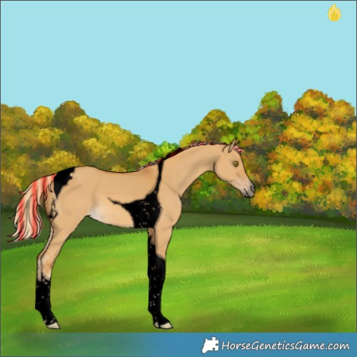 Horse Color:Void Painted Palomino Dun Tobiano 
