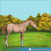 Horse Color:White Spotted Brown Pearl