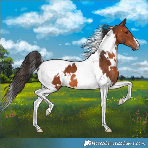 Horse Color:White Spotted Bay Tobiano
