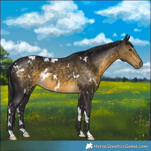 Horse Color:White Spotted Buckskin