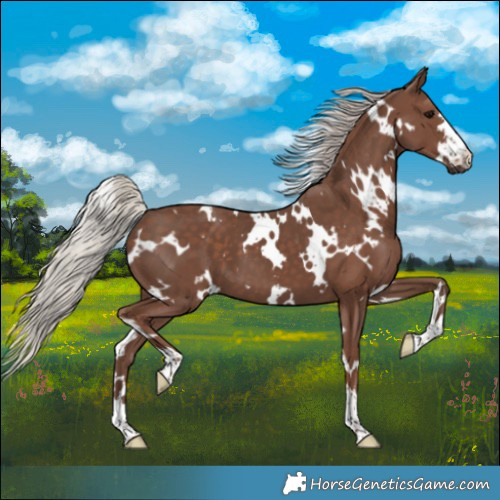 Horse Color:White Spotted Silver Black