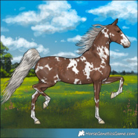 Horse Color:White Spotted Silver Black 