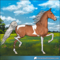 Horse Color:Silver Brown Tobiano 
