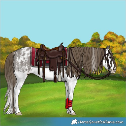 Horse Color:Smoky Grullo Sabino Splash Appaloosa 