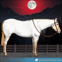Horse Color:Red Dun Appaloosa 
