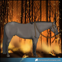 Horse Color:Grullo 