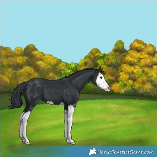 Horse Color:Black Splash