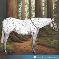 Horse Color:Smoky Grullo Appaloosa 