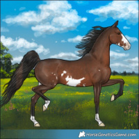 Horse Color:Liver Chestnut Frame 
