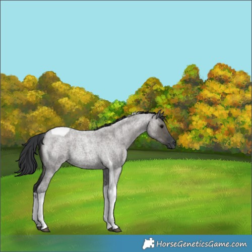 Horse Color:Grullo Roan Tobiano 