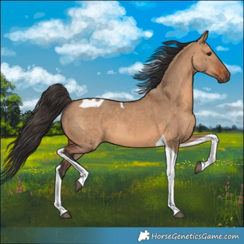 Horse Color:Bay Dun Tobiano