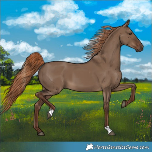 Horse Color:Liver Red Dun