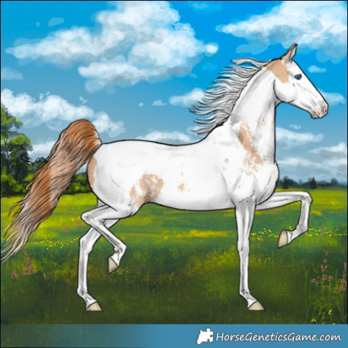 Horse Color:Red Dun Sabino Splash Tobiano