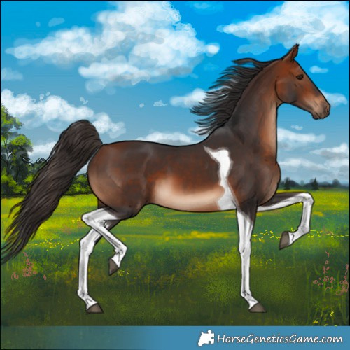 Horse Color:Bay Tobiano