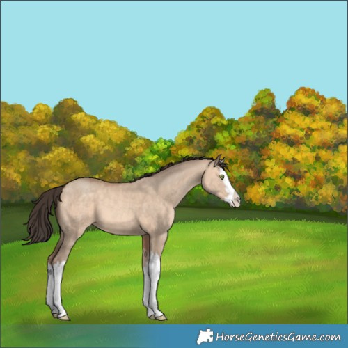 Horse Color:Sable Champagne Dun Splash
