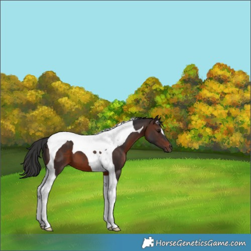 Horse Color:Brown Tobiano 