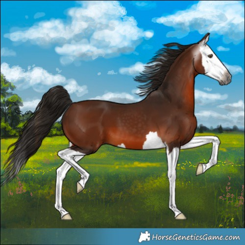 Horse Color:Gray Bay Splash