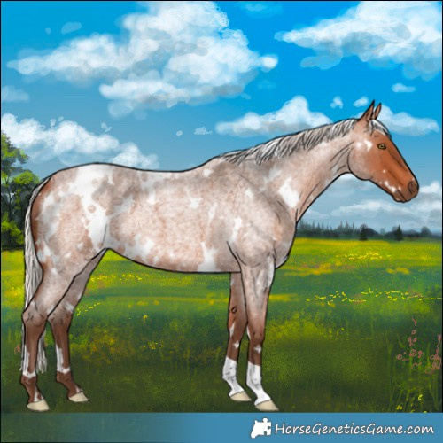 Horse Color:White Spotted Silver Bay Roan 
