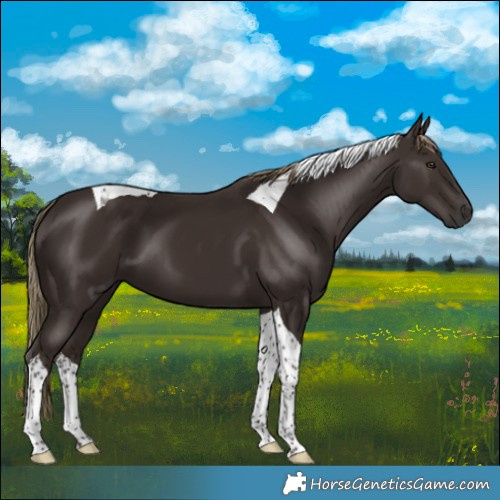 Horse Color:Liver Chestnut Tobiano 